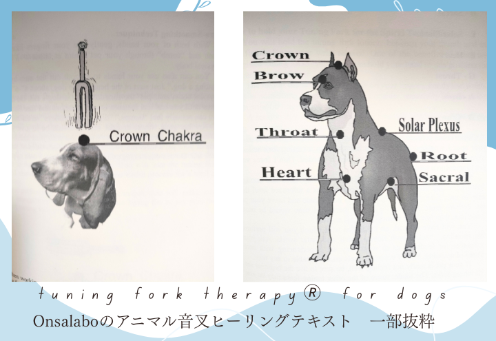 onsalabo日本音叉ヒーリング研究会の音叉ヒーリング講座のアニマル音叉ヒーリングのテキスト
